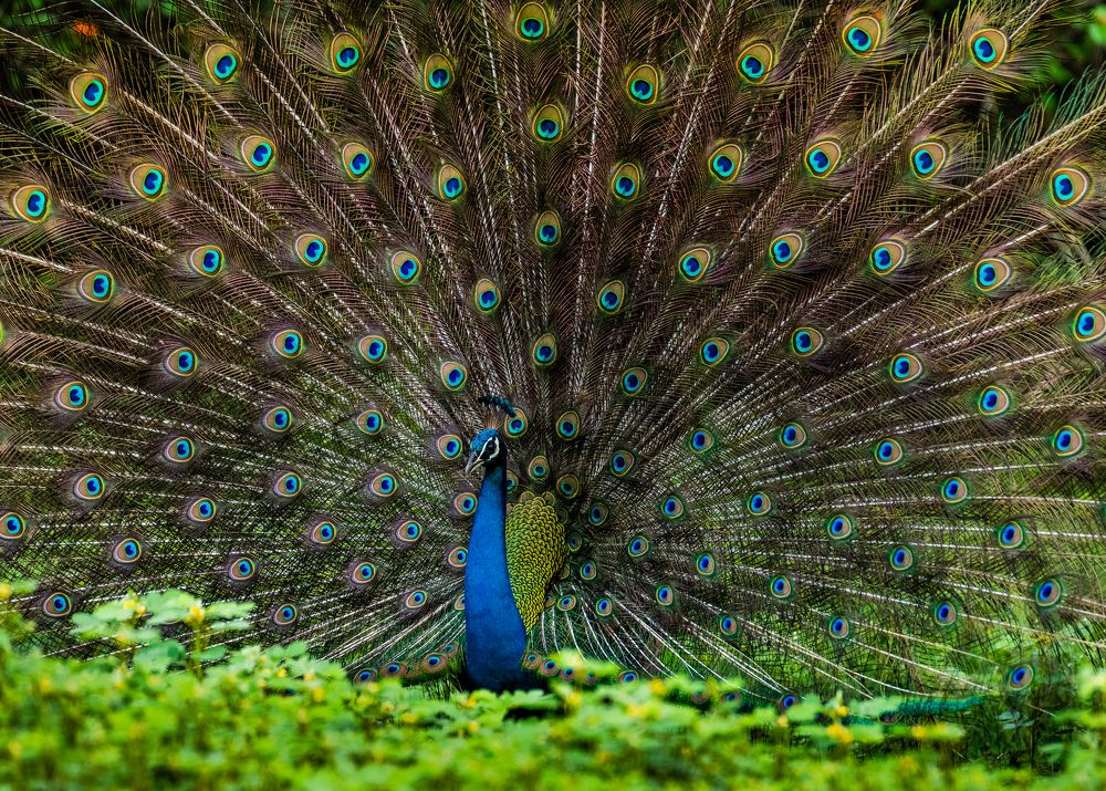 Photograph by Jayanth G