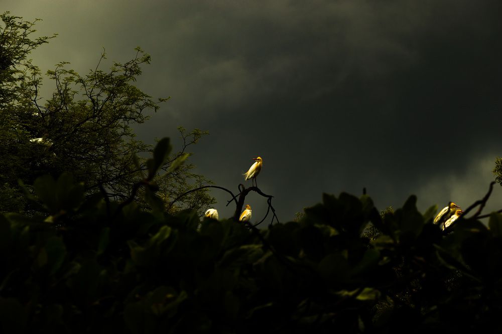 HANDSOME CATTLE EGRET