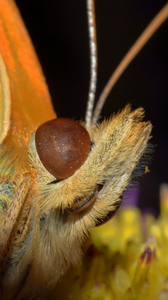 Фотография автора Сергей Чесноков