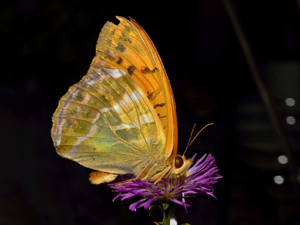 Фотография автора Сергей Чесноков