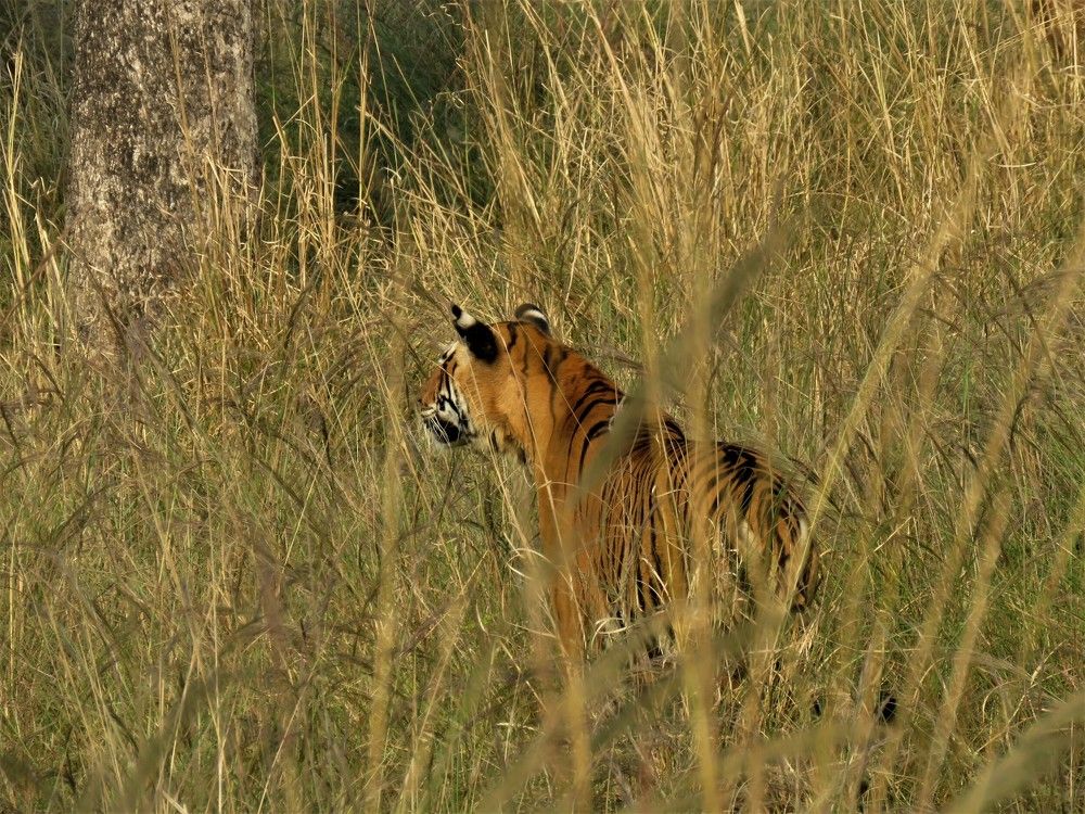 Tigress pausing to regard her surroundings