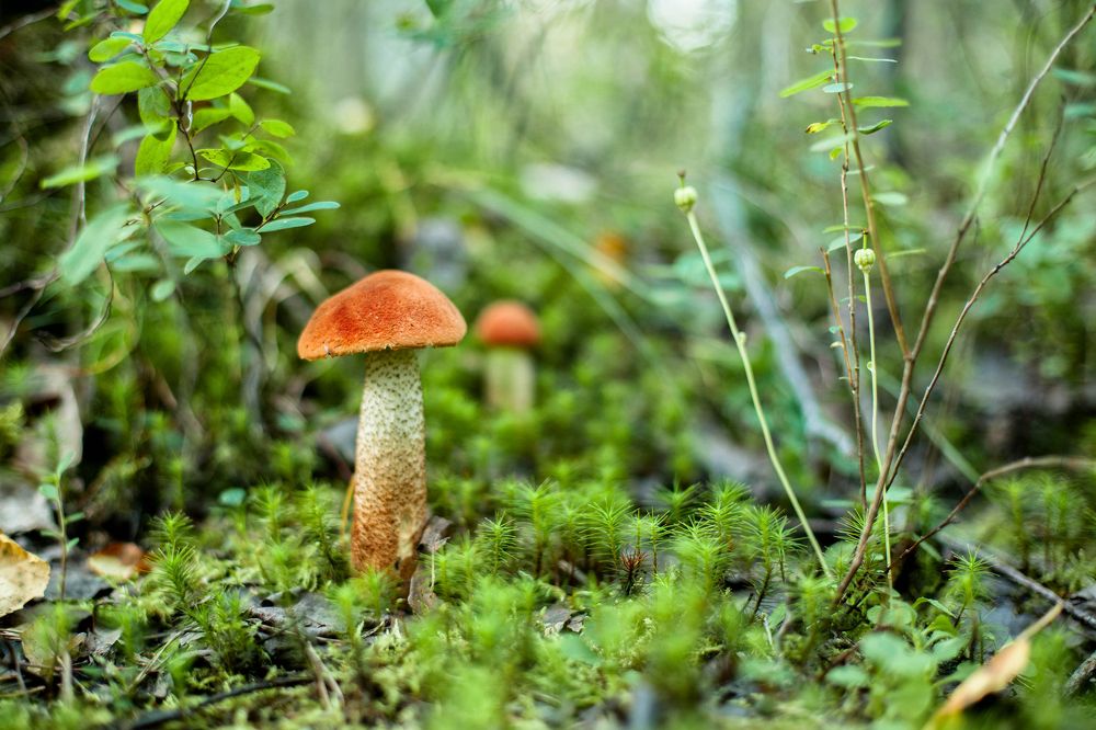 Photograph by Максим Ерпылев