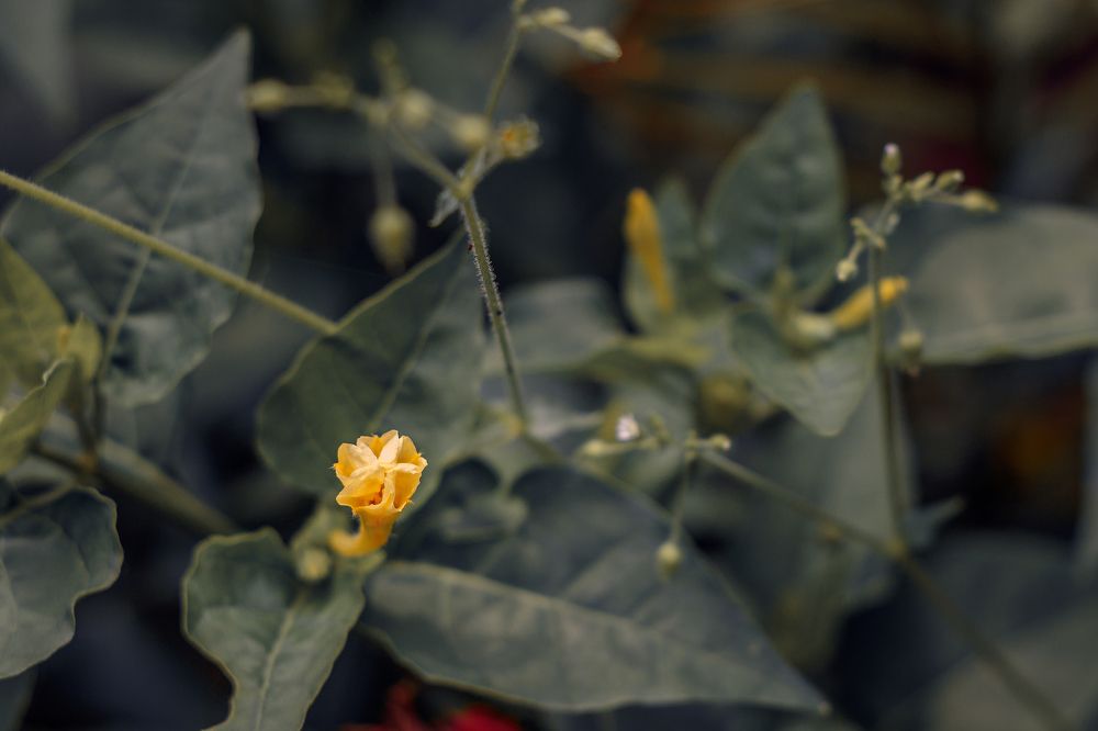 Photograph by Alejandro Fernandez