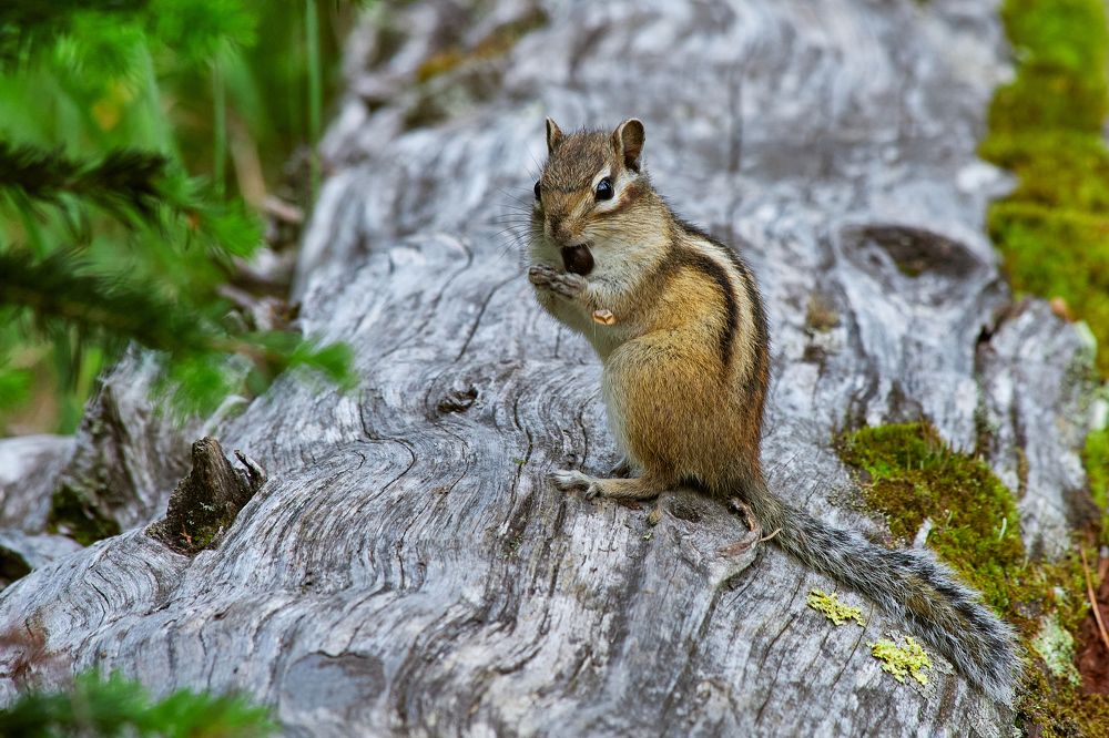 Photograph by Дмитрий Лепаков