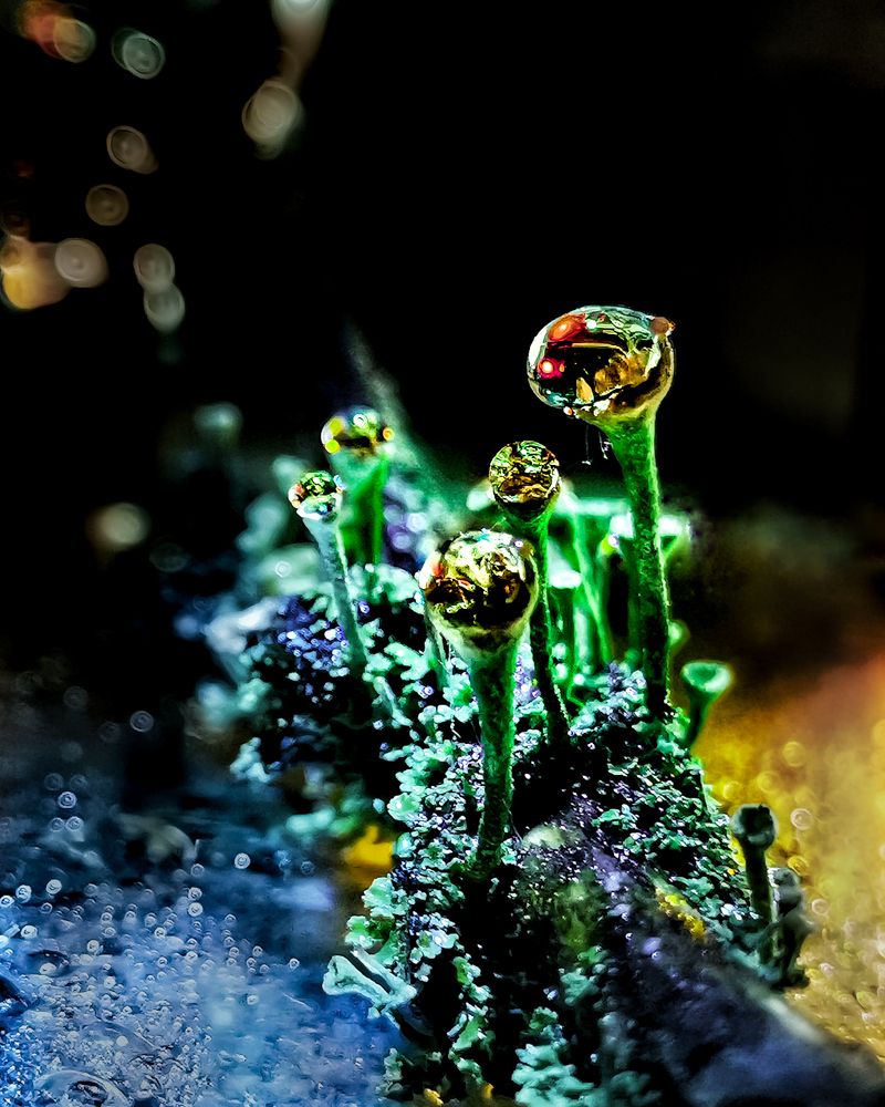 Кладония после дождя