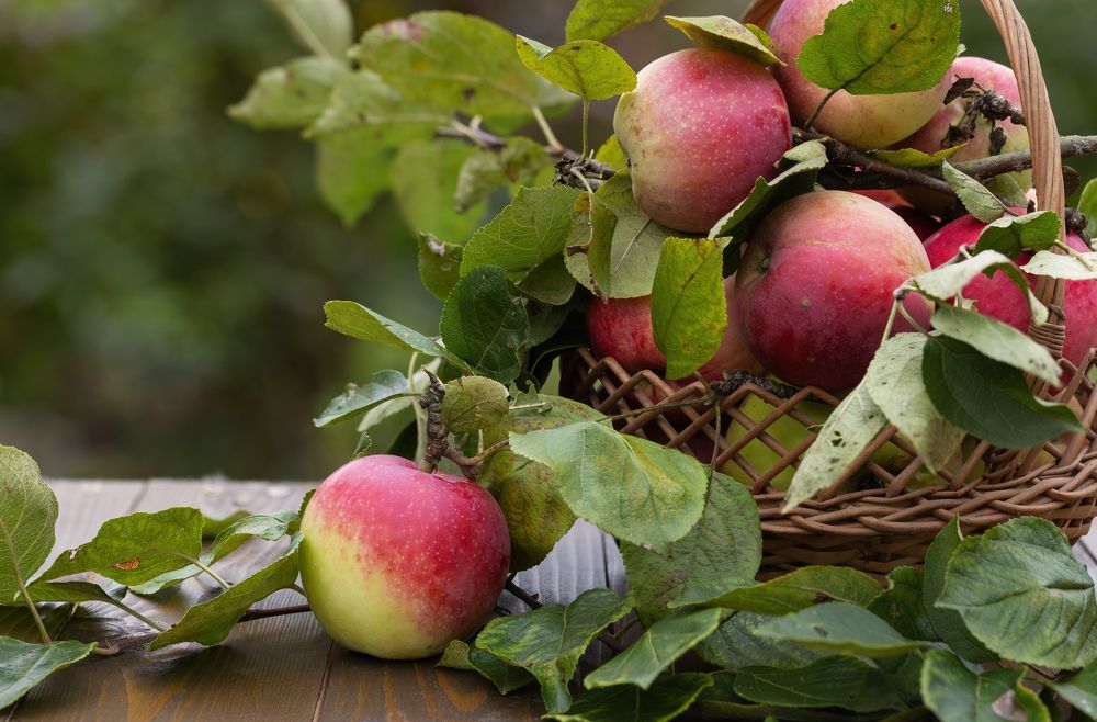 A red apple on a wooden table with branches