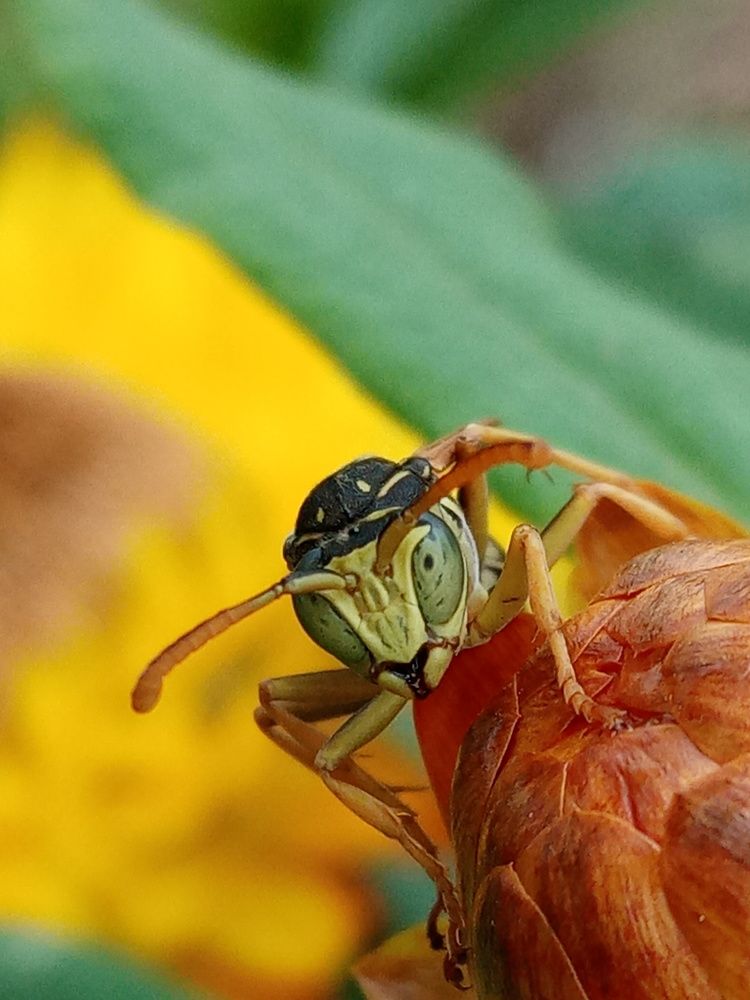 Глаза в глаза...