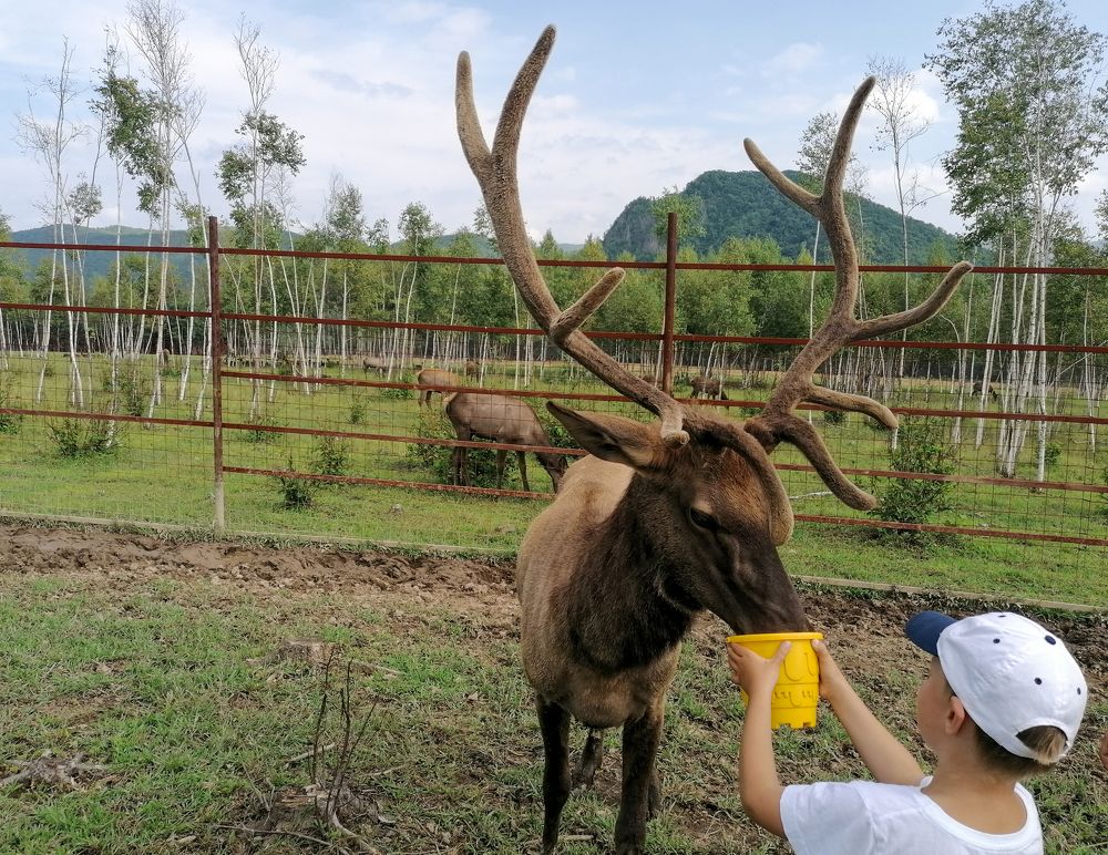 Кормление марала