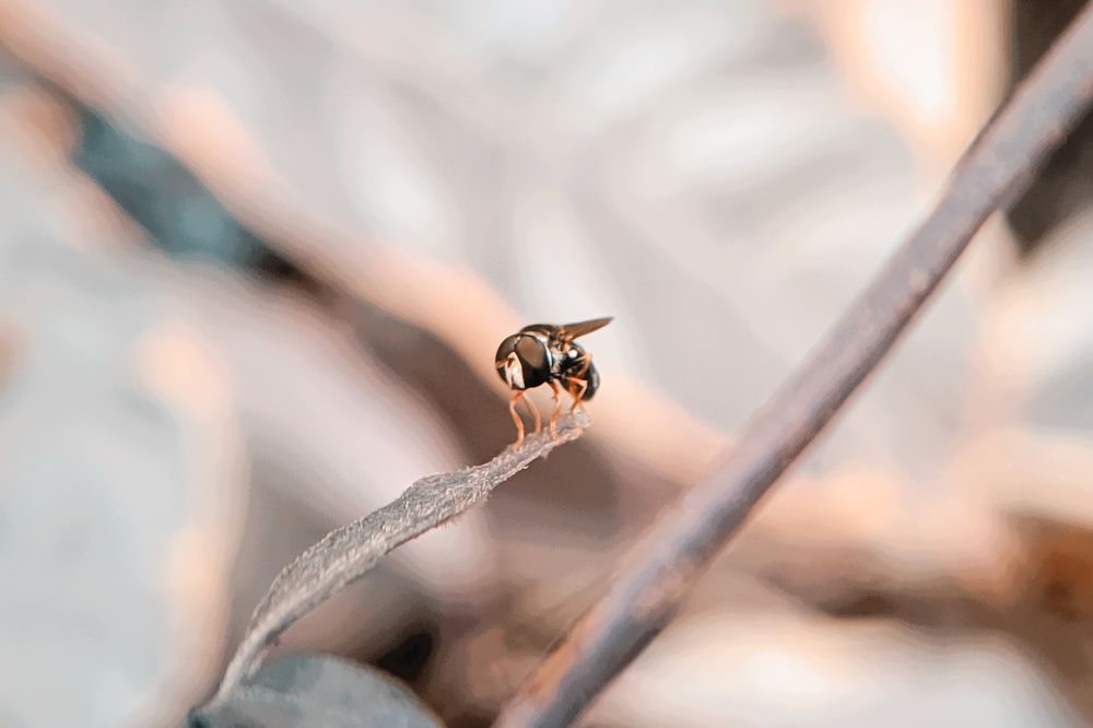 A fly in the yard
