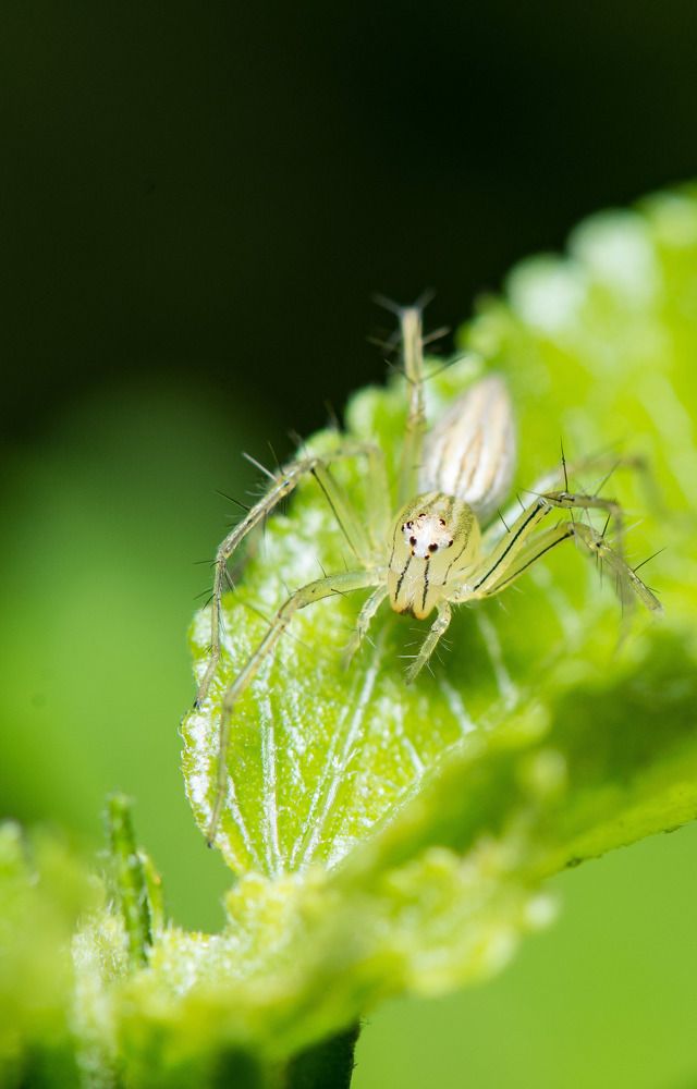 Photograph by Dipayan Debbarma