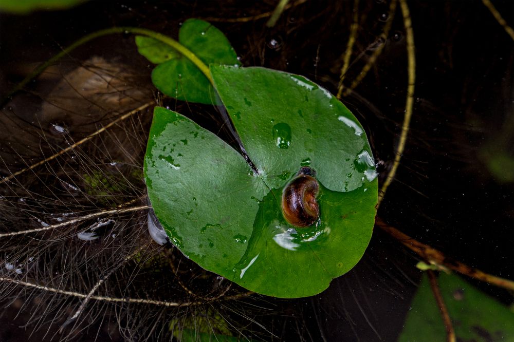 Photograph by nguyễn minh