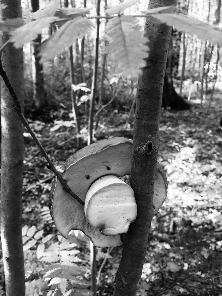 Гриб-Чудик...!)