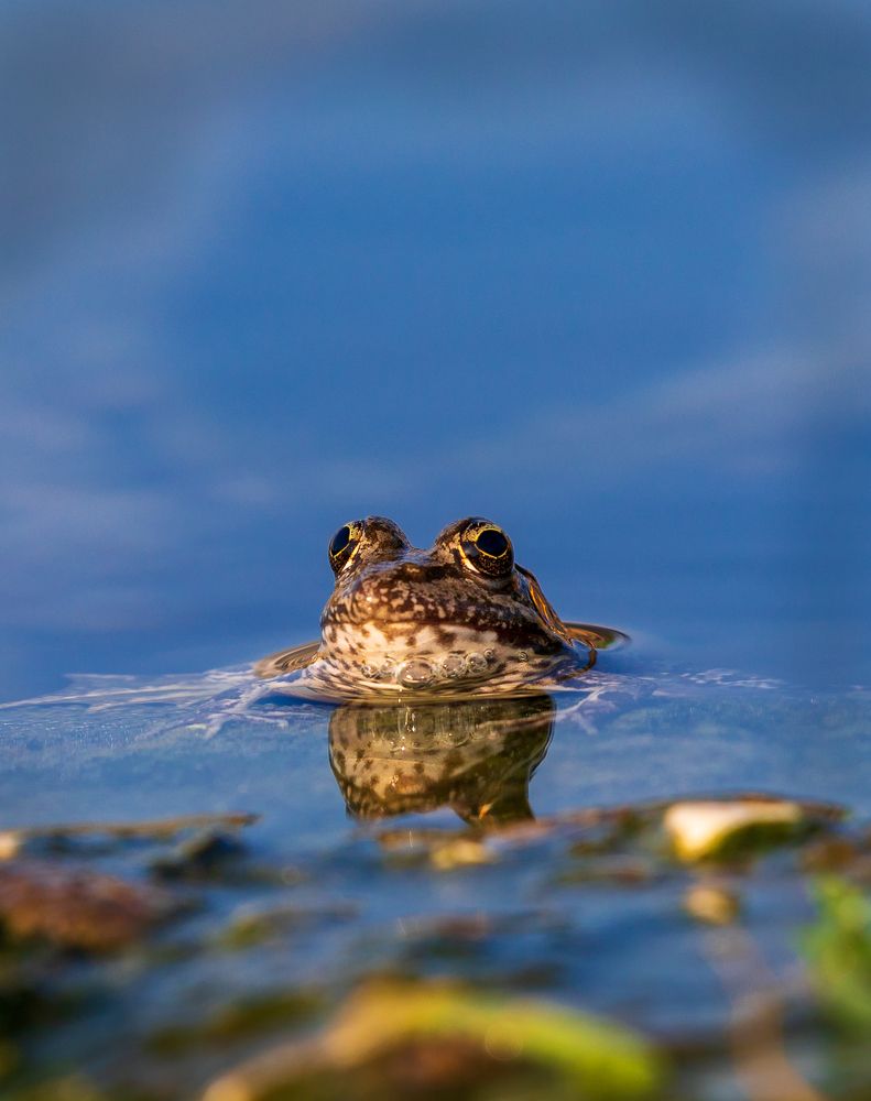 Фотография автора Bibinmon Moolan