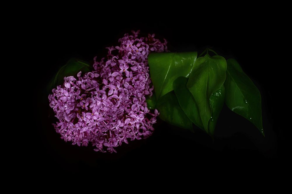 Photograph by Наталья Антипас