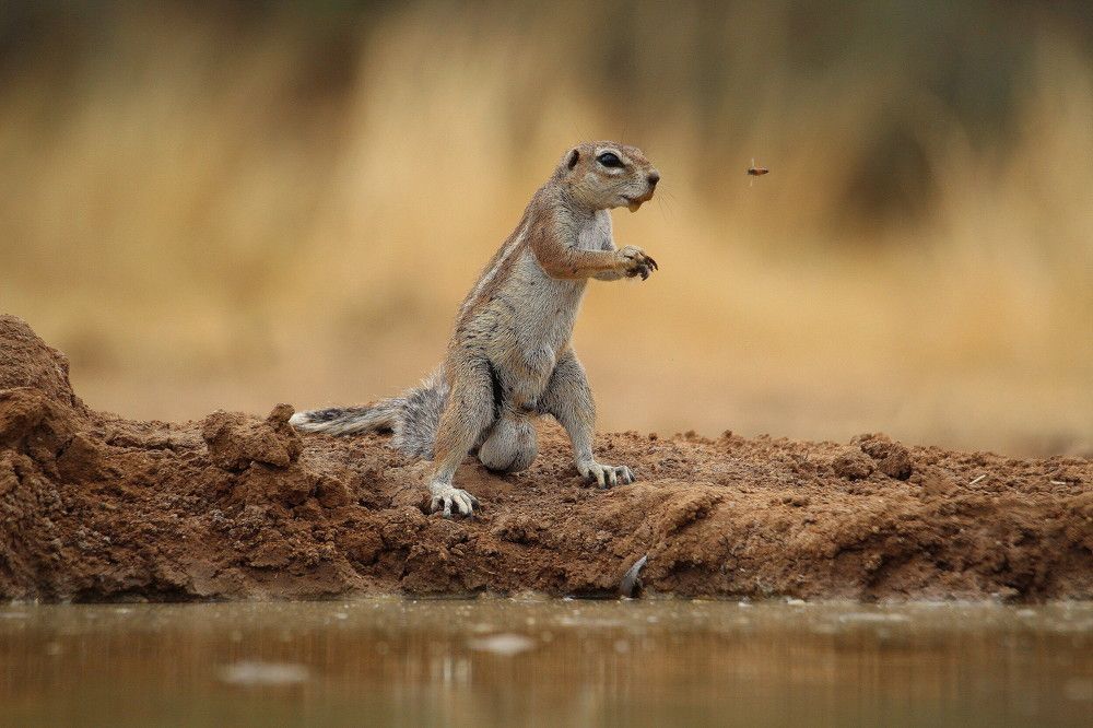 Ground Squirrel