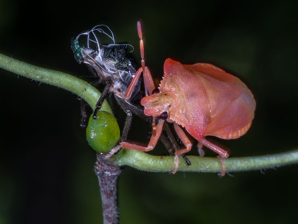 Photograph by Harri Vigelius