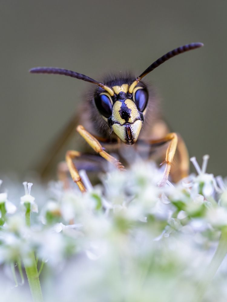 Photograph by Harri Vigelius