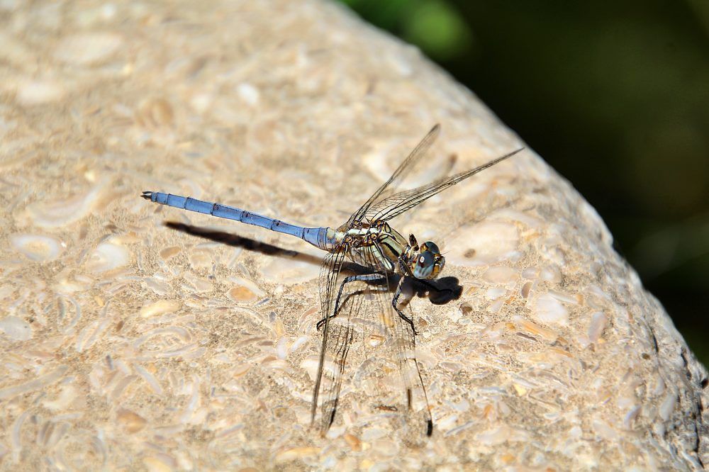 Photograph by Debbie Strauss