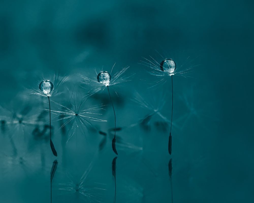 Photograph by Эльвира Курочкина