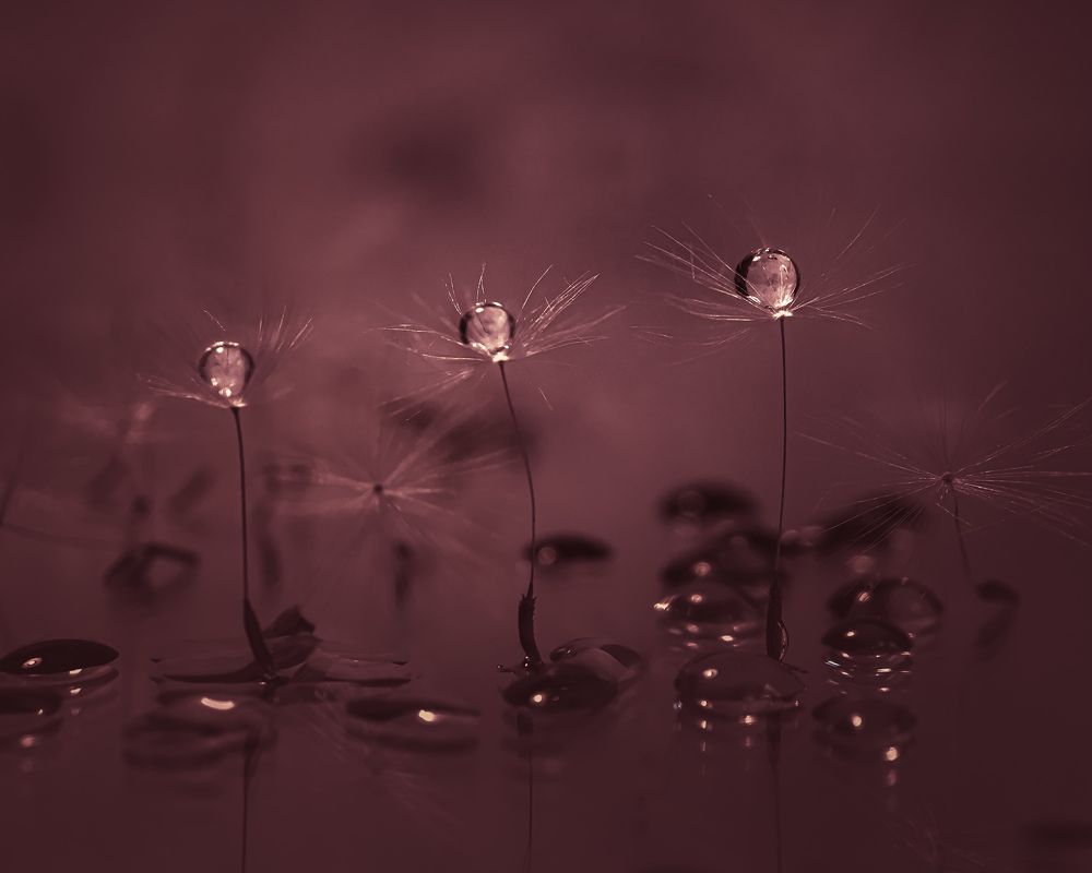 Photograph by Эльвира Курочкина