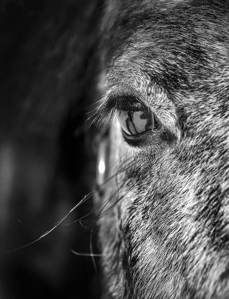 Photograph by AndreY