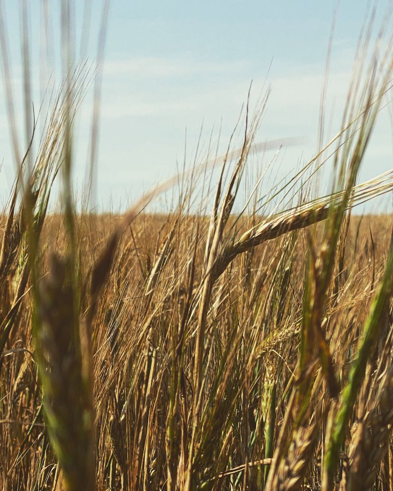 Будущий хлеб