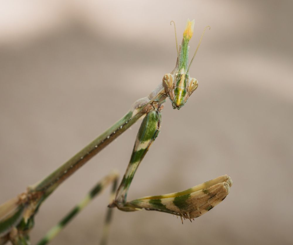 Photograph by Lanie Badenhorst