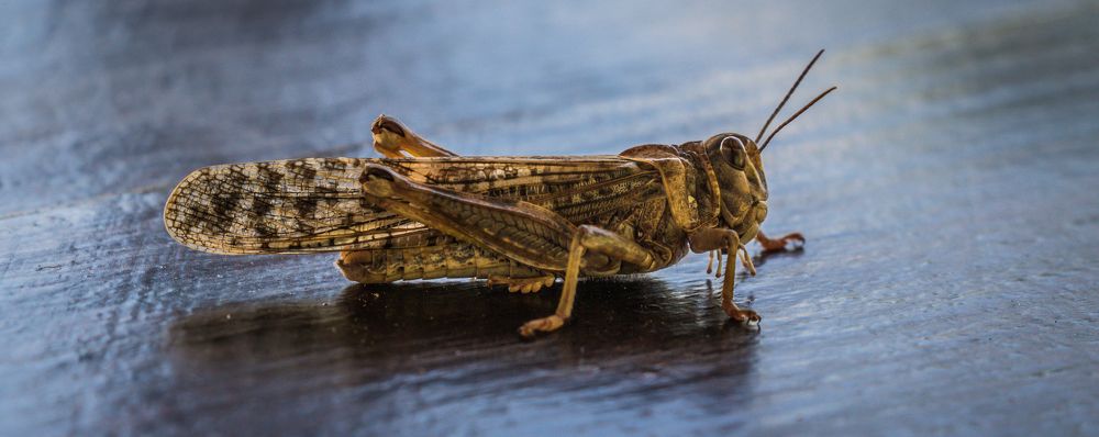 Photograph by Lanie Badenhorst