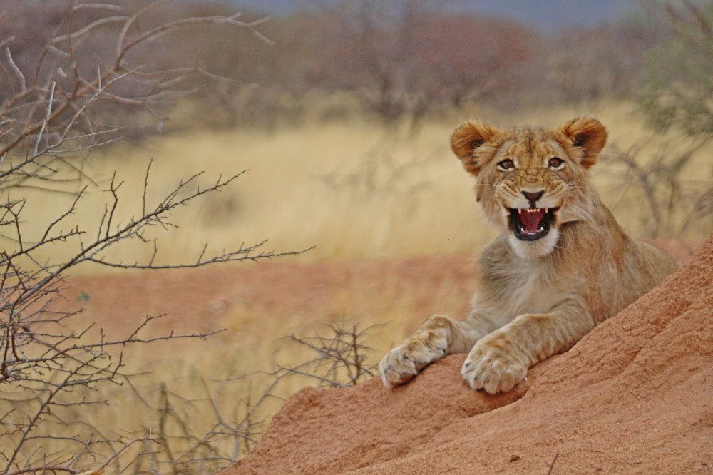 Lion cub