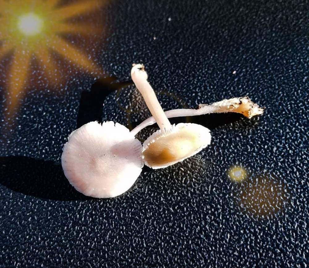 Photograph by DAOUD BENGHOUBA