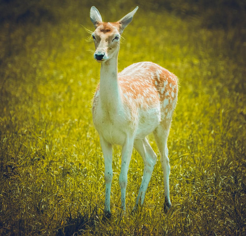 Photograph by AndreY