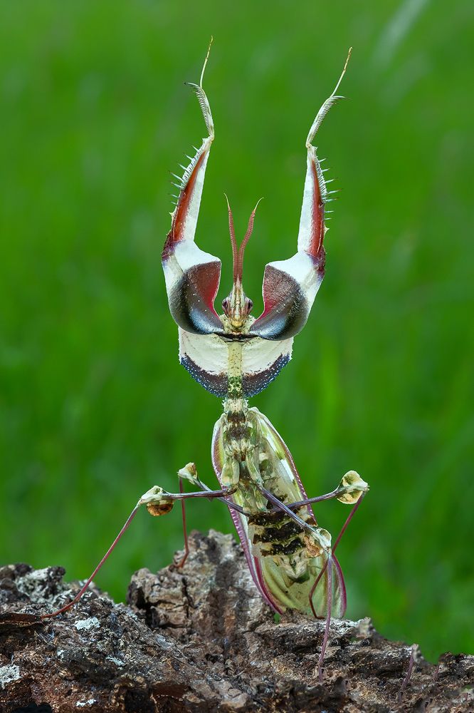 Photograph by Marcus Kam