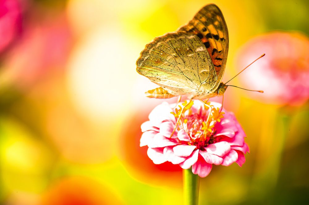 Photograph by Александр Коваленко