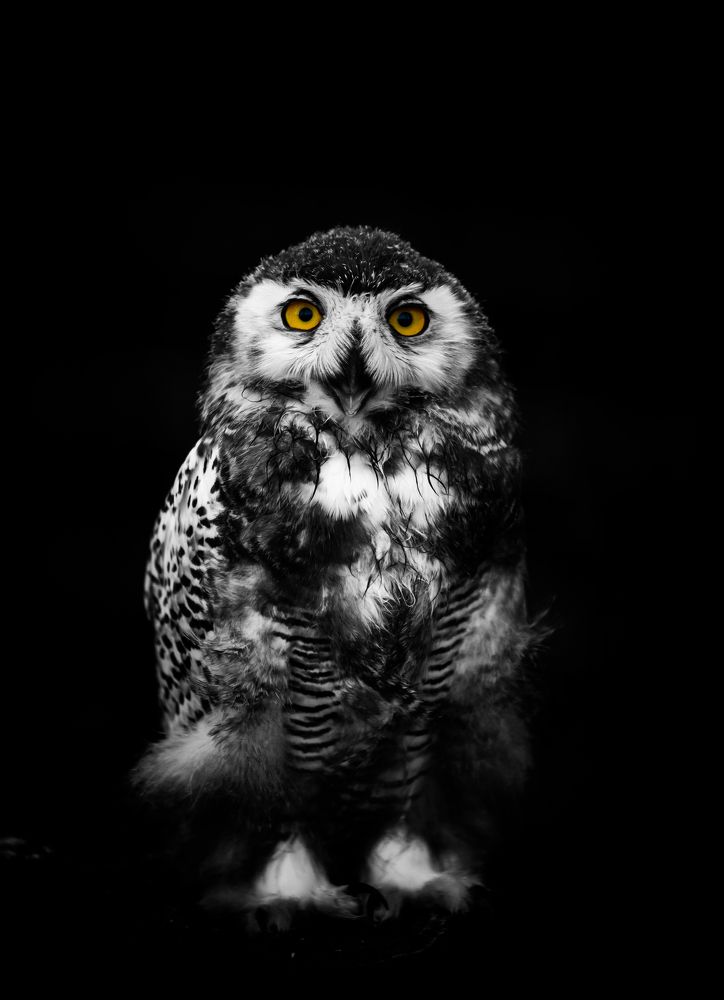 Photograph by Даркина Дарья