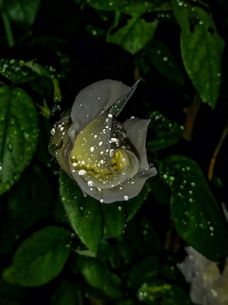 Photograph by Alex David Vásquez González