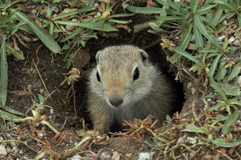 Фотография автора Елена Соловьева