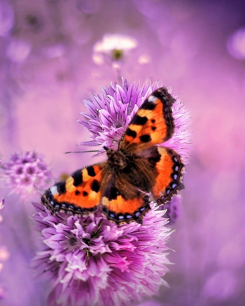 Photograph by Дина Чаица