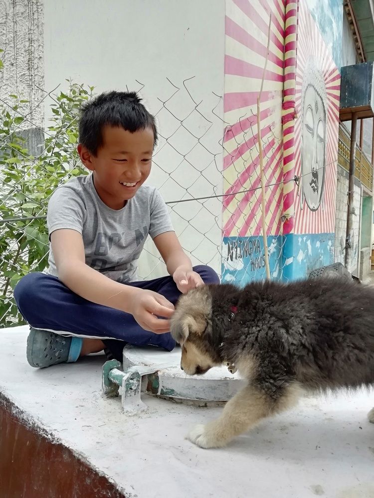 Kid playing with puppy