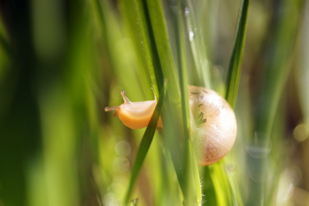 Фотография автора Светлана Груньковская