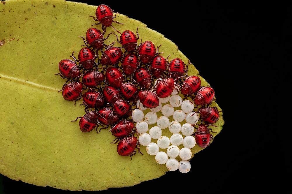 Photograph by Subhankar Bardhan