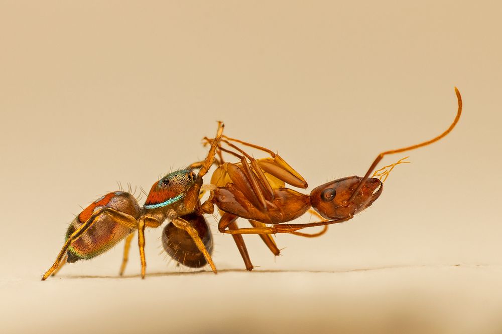 Photograph by Subhankar Bardhan