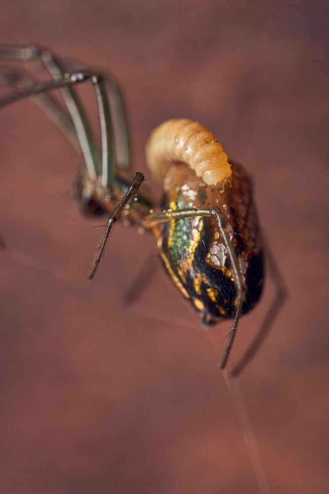 Sleeping with the enemy