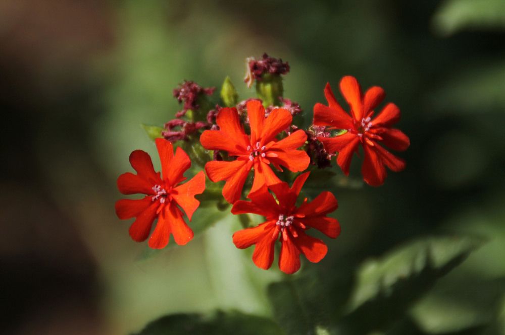 Photograph by Ирина Мамонова