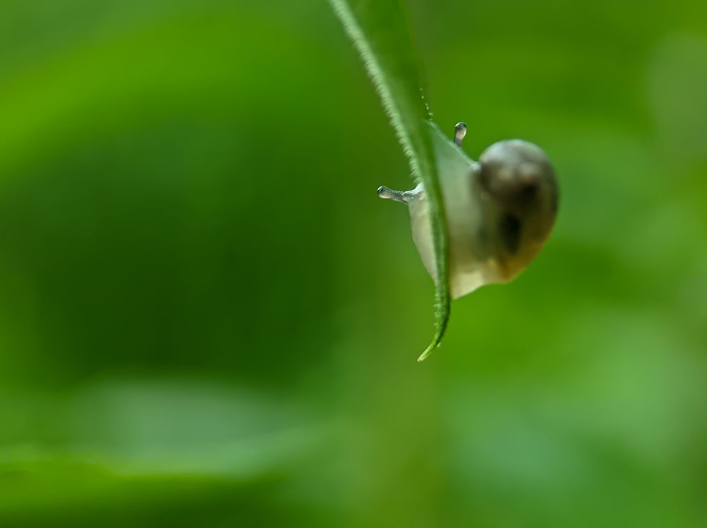 Little Snail