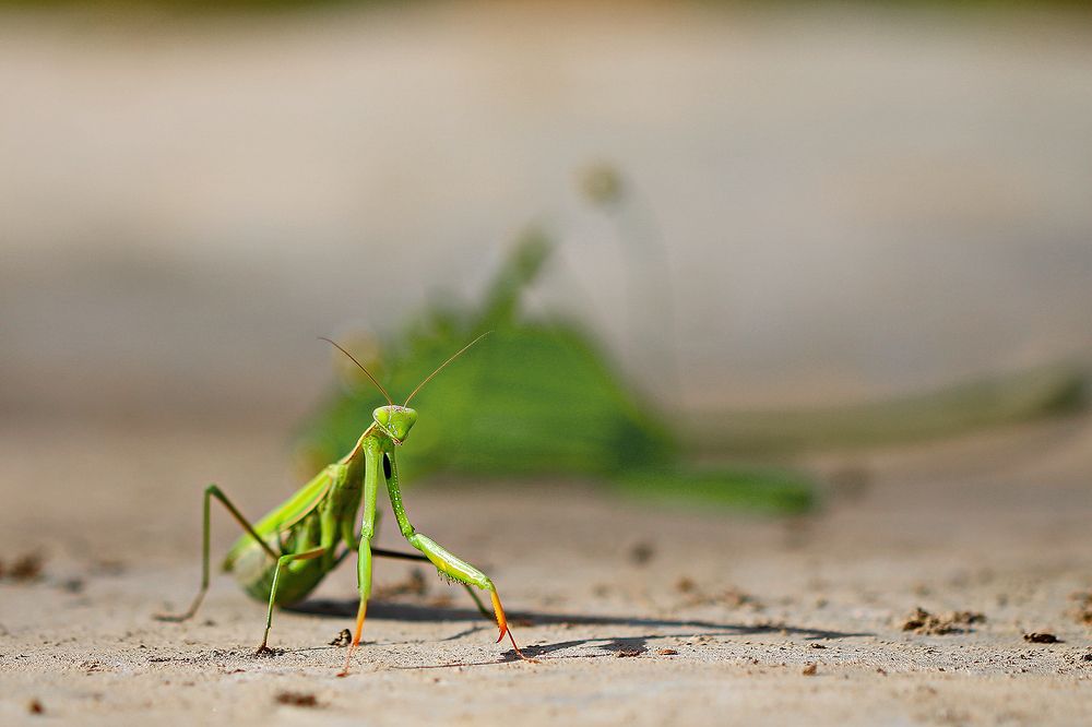 Photograph by Михаил Нестеров