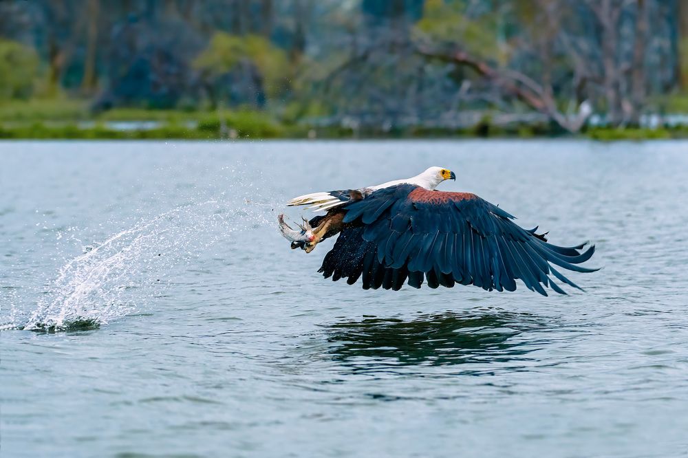 African fish eagle