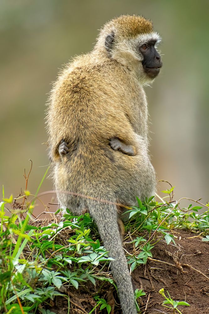 Vervet monkey