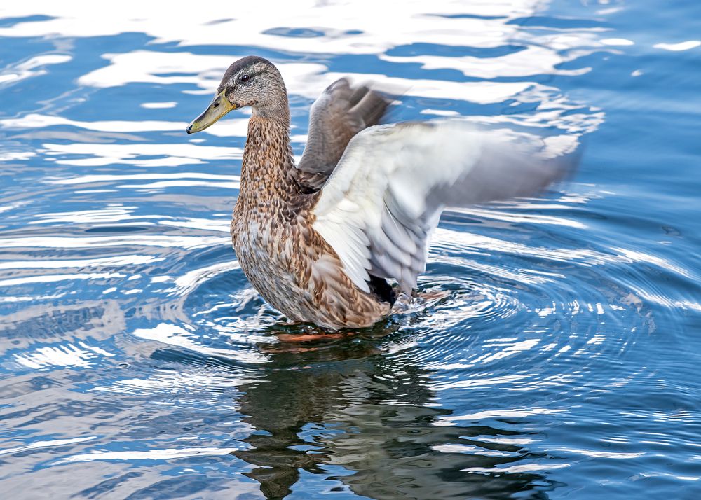 Не лебедь, но какое изящество!