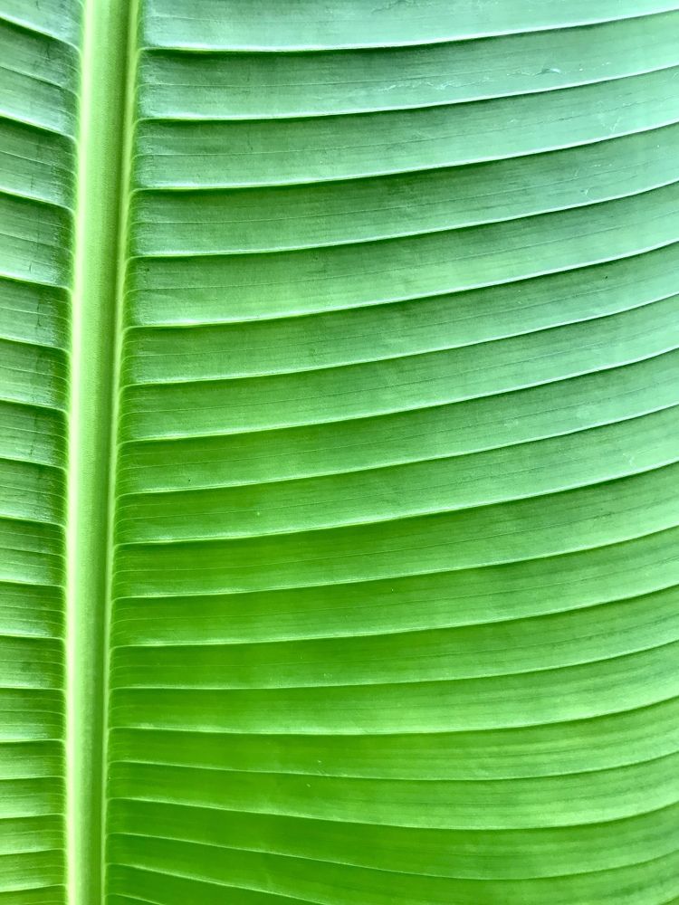 Folha verde canelada