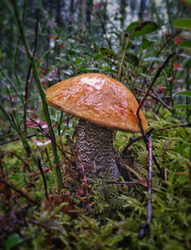 Фотография автора Виктор Конев